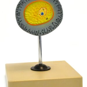 Eisco Labs Model of Human Female Egg - 6.5" tall on 5"x 5" base