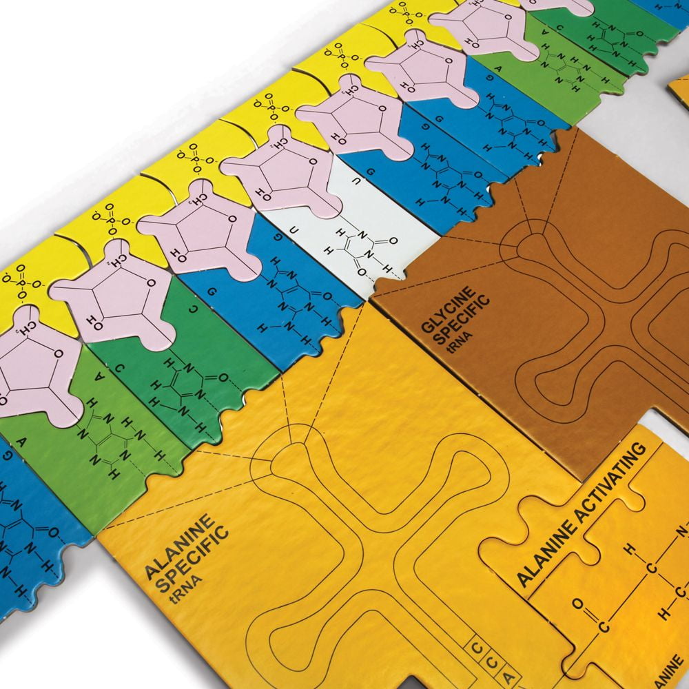 Original Dna Puzzle Kit, Teacher's Manual Included - Image 2