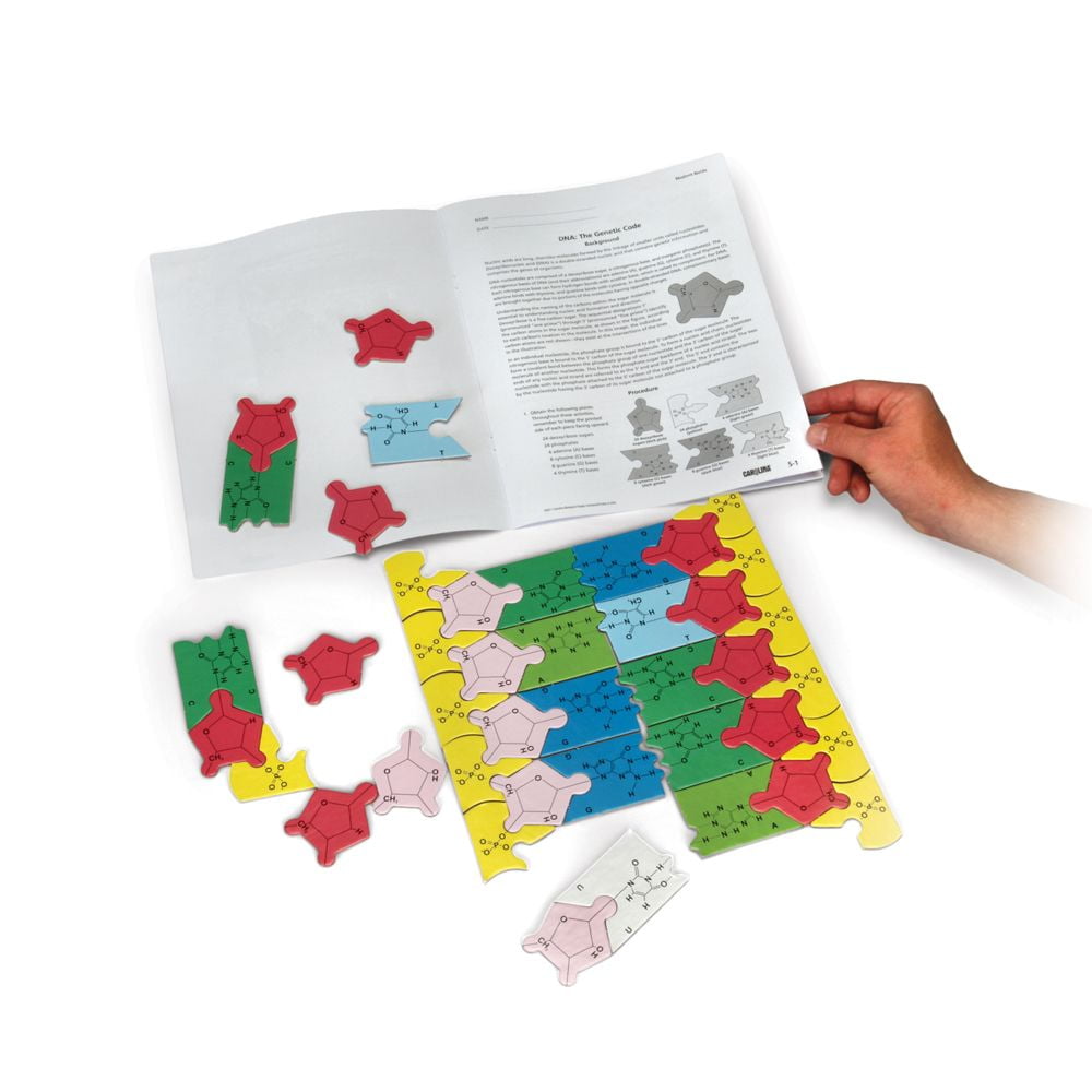 Original Dna Puzzle Kit, Teacher's Manual Included - Image 3